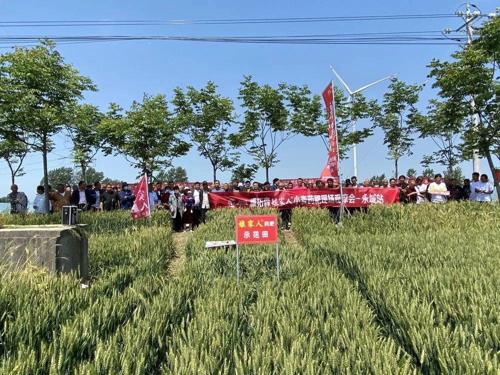 2021年康拓森永城站娘家人小麥藥肥觀摩會(huì)完滿結(jié)束！