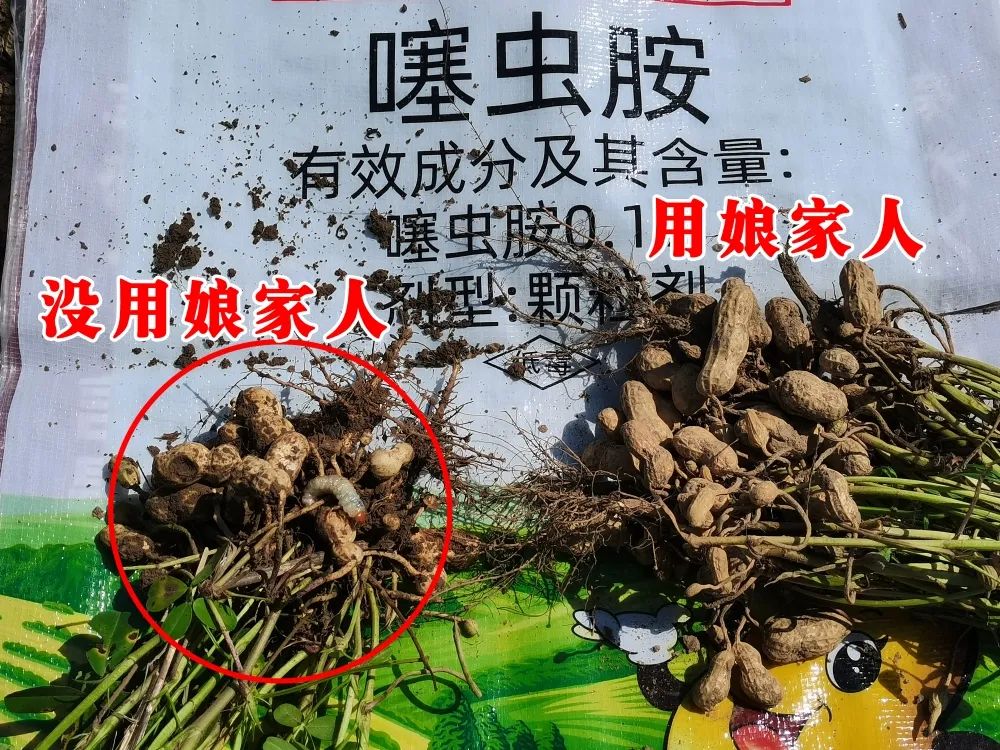 花生要高產(chǎn)，施肥很重要！娘家人花生藥肥，花生增產(chǎn)好助手！