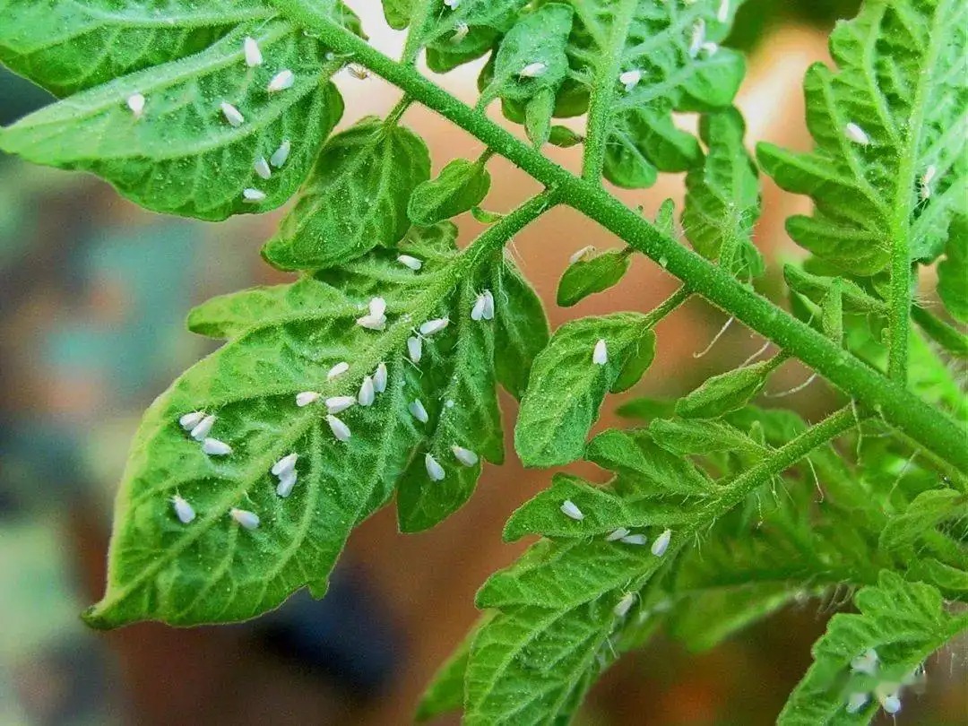 白粉虱打不干凈？教你打！