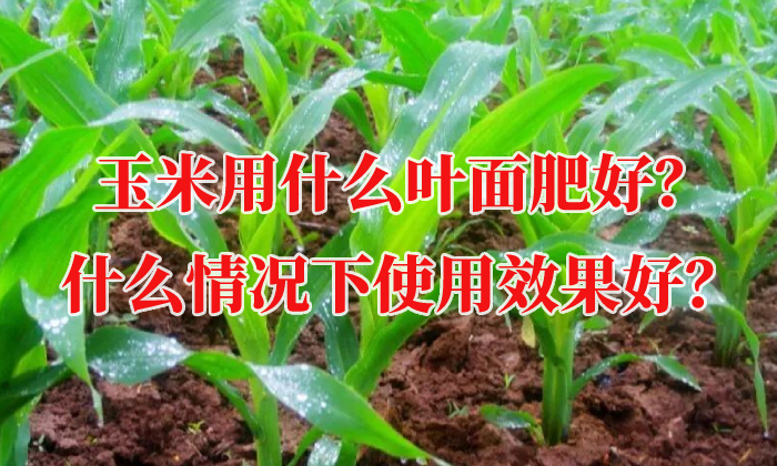 玉米用什么葉面肥好？什么情況下使用效果好？