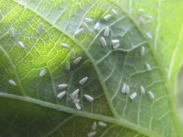 白粉虱，推薦五種防治方法！
