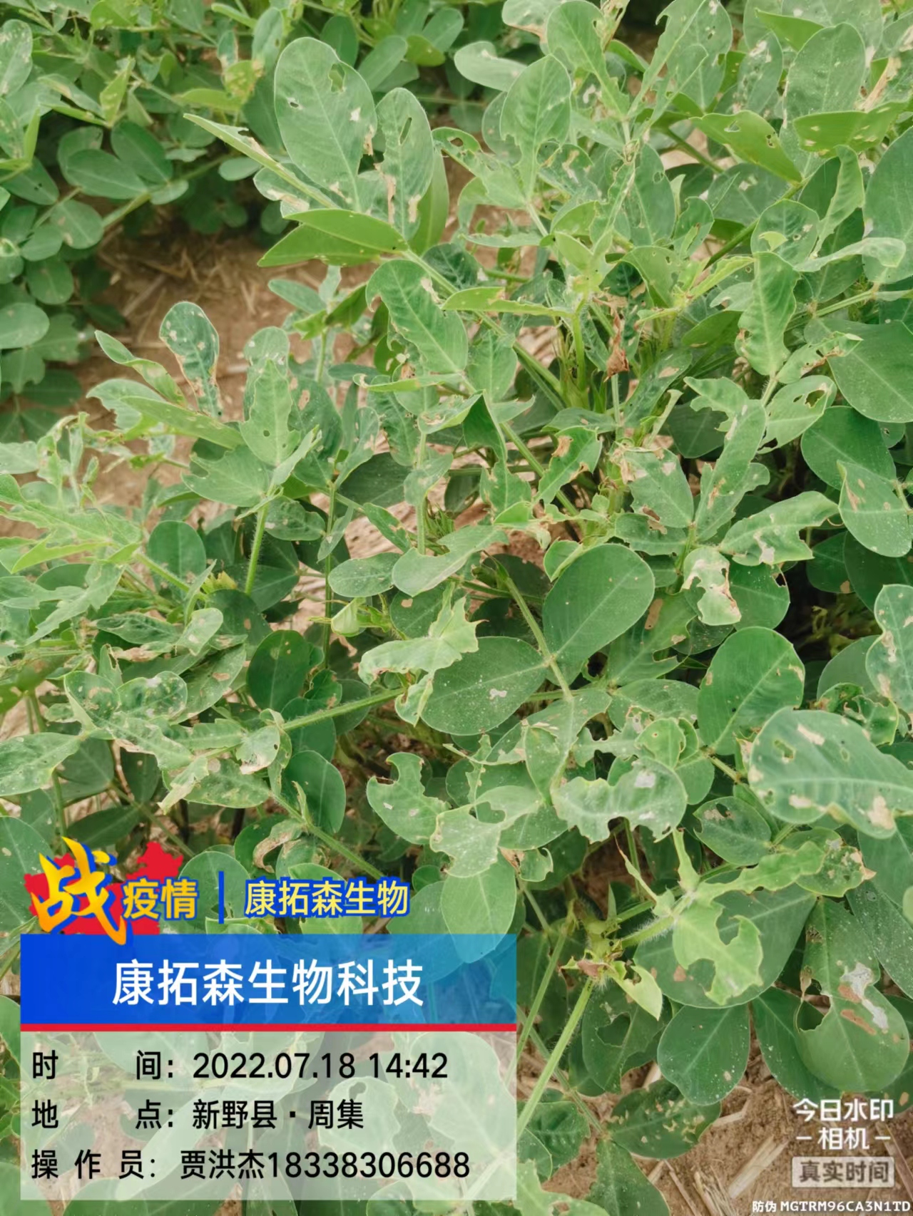 玉米、花生、大豆抗性青蟲(chóng)該怎么打？